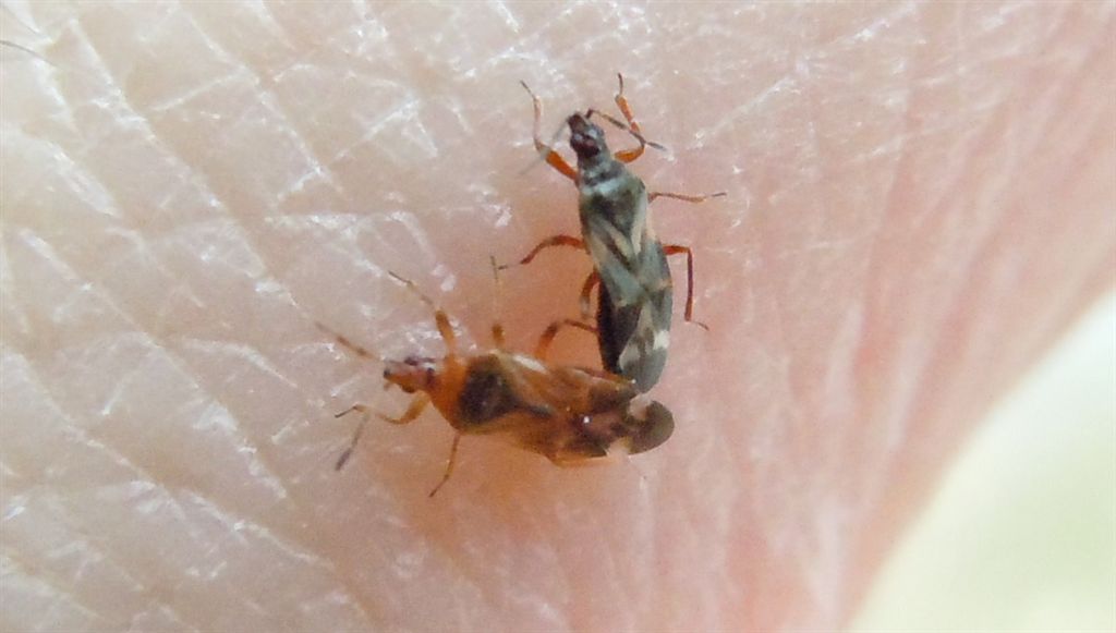 Anthocoridae: Anthocoris cfr. minki della Campania (NA)